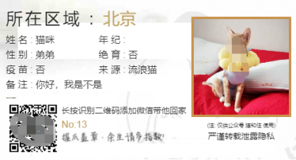 流浪猫流浪狗领养源码-颜夕资源网-第14张图片