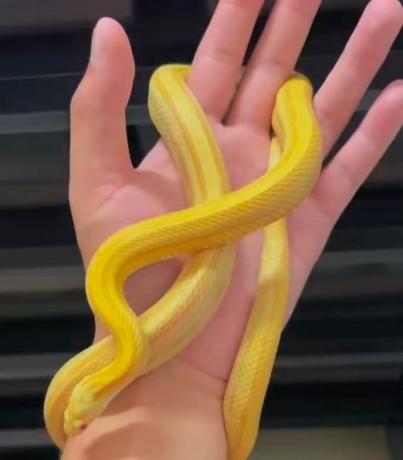 颜夕自繁宠物蛇出售-颜夕资源网-第25张图片