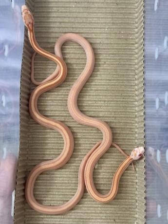 颜夕自繁宠物蛇出售-颜夕资源网-第20张图片