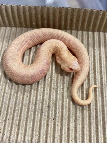 颜夕自繁宠物蛇出售-颜夕资源网-第22张图片