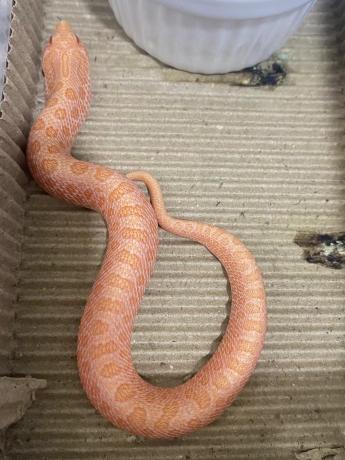 颜夕自繁宠物蛇出售-颜夕资源网-第24张图片