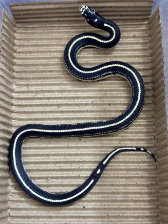 颜夕自繁宠物蛇出售-颜夕资源网-第17张图片