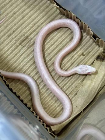 颜夕自繁宠物蛇出售-颜夕资源网-第15张图片