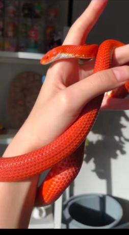 颜夕自繁宠物蛇出售-颜夕资源网-第26张图片