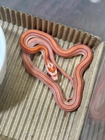 颜夕自繁宠物蛇出售-颜夕资源网-第16张图片