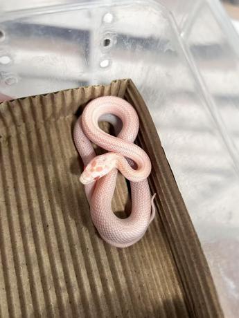 颜夕自繁宠物蛇出售-颜夕资源网-第19张图片