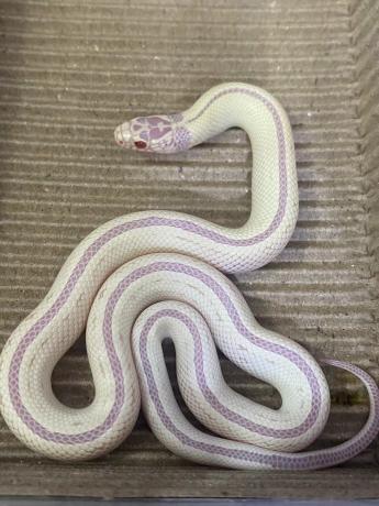 颜夕自繁宠物蛇出售-颜夕资源网-第23张图片