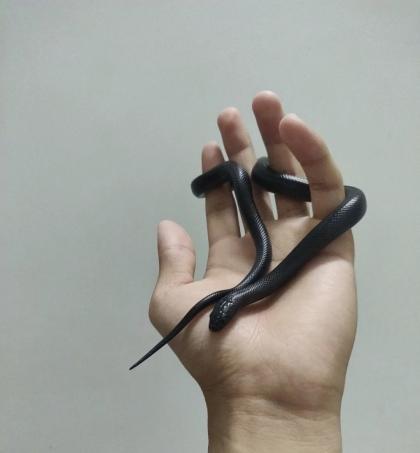 颜夕自繁宠物蛇出售-颜夕资源网-第14张图片