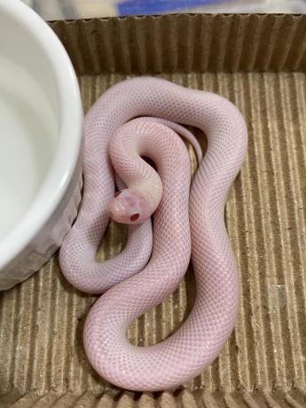 颜夕自繁宠物蛇出售-颜夕资源网-第21张图片