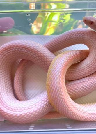 颜夕自繁宠物蛇出售-颜夕资源网-第18张图片