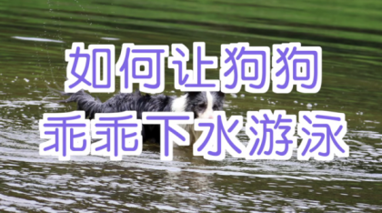 宠物训练-训狗教程Dog Training-颜夕资源网-第16张图片