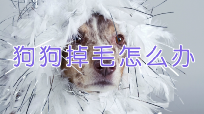 宠物训练-训狗教程Dog Training-颜夕资源网-第15张图片